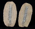 Lepidostrobus sp. BRONGNIART 1828 (Fruchtstand Schuppenbaum) - Bild © FossNet FossilienStore
